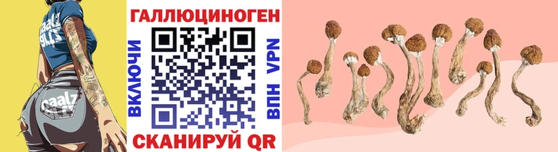 Купить где  Петушки  Псилоцибиновые грибы Psilocybine cubensis 